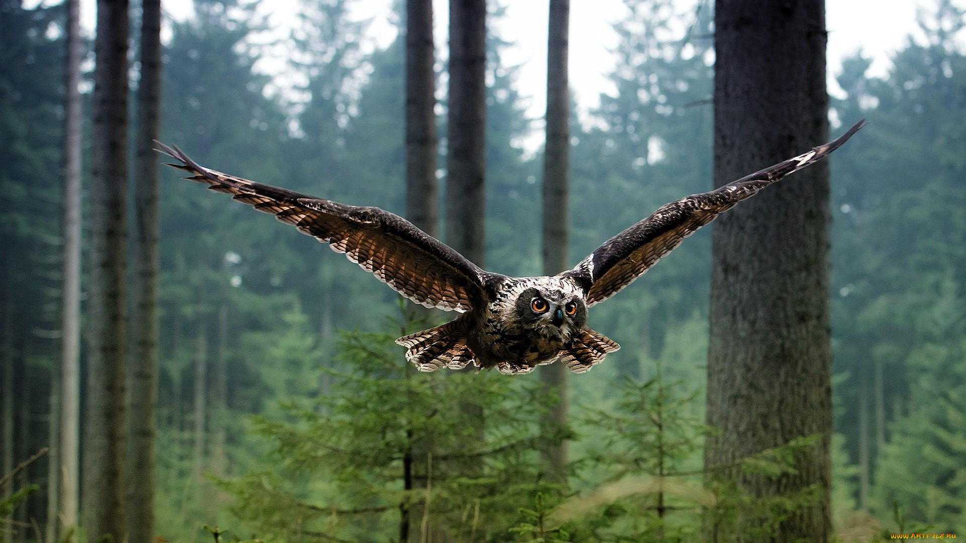 ��������, ����, ����, �����, ���, �������